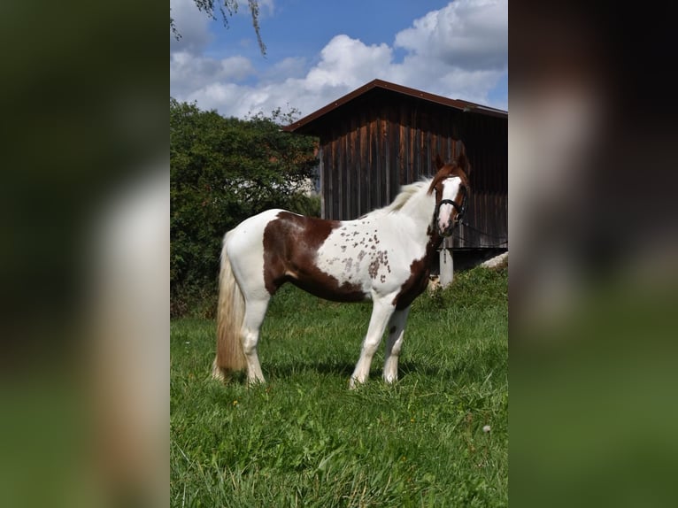 Tinker Merrie 3 Jaar 147 cm Gevlekt-paard in Arnstorf