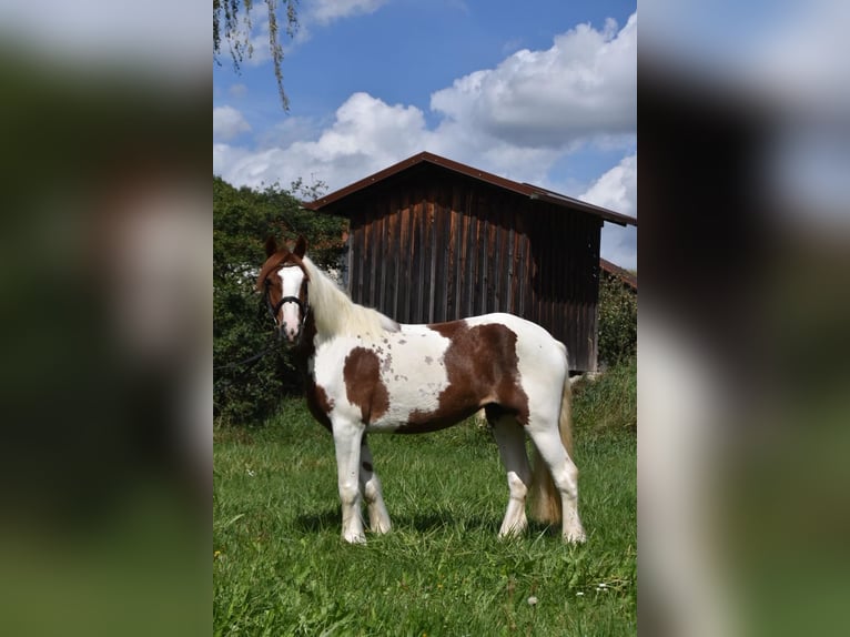 Tinker Merrie 3 Jaar 147 cm Gevlekt-paard in Arnstorf