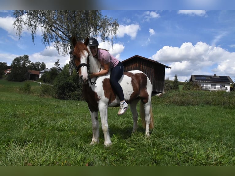 Tinker Merrie 3 Jaar 147 cm Gevlekt-paard in Arnstorf