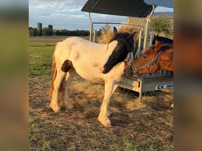 Tinker Merrie 3 Jaar 147 cm Gevlekt-paard in Daleiden