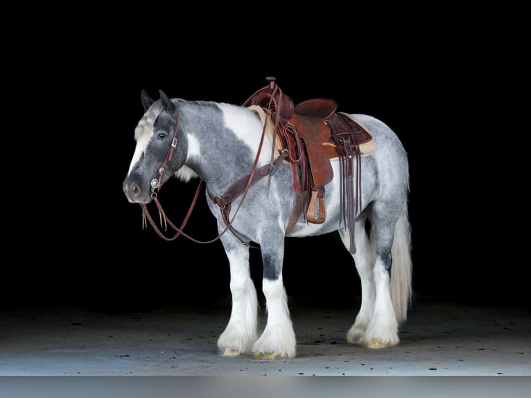 Tinker Merrie 3 Jaar 147 cm Gevlekt-paard in Clarion