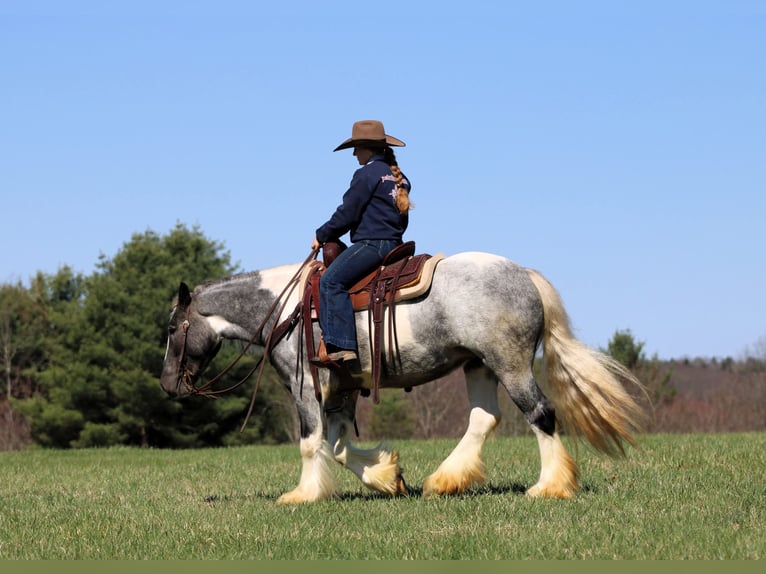Tinker Merrie 3 Jaar 147 cm Gevlekt-paard in Clarion