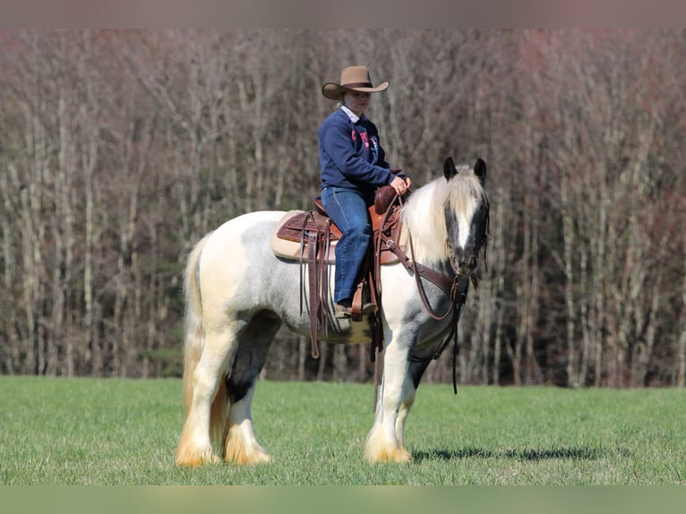 Tinker Merrie 3 Jaar 147 cm Gevlekt-paard in Clarion