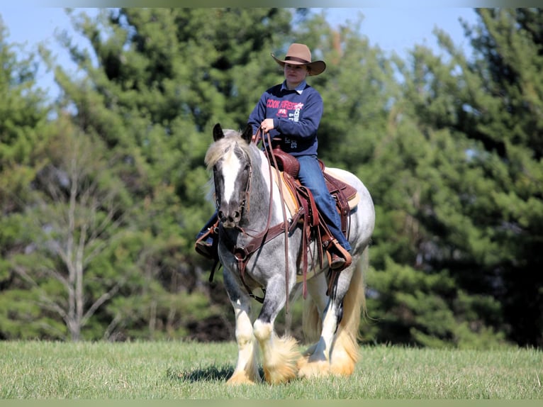 Tinker Merrie 3 Jaar 147 cm Gevlekt-paard in Clarion