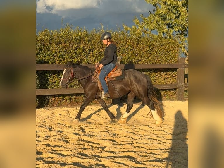 Tinker Merrie 3 Jaar 147 cm Zwart in Daleiden