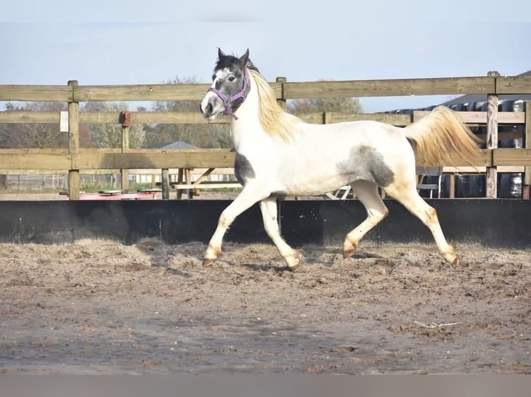 Tinker Merrie 3 Jaar 148 cm Gevlekt-paard in Achtmaal