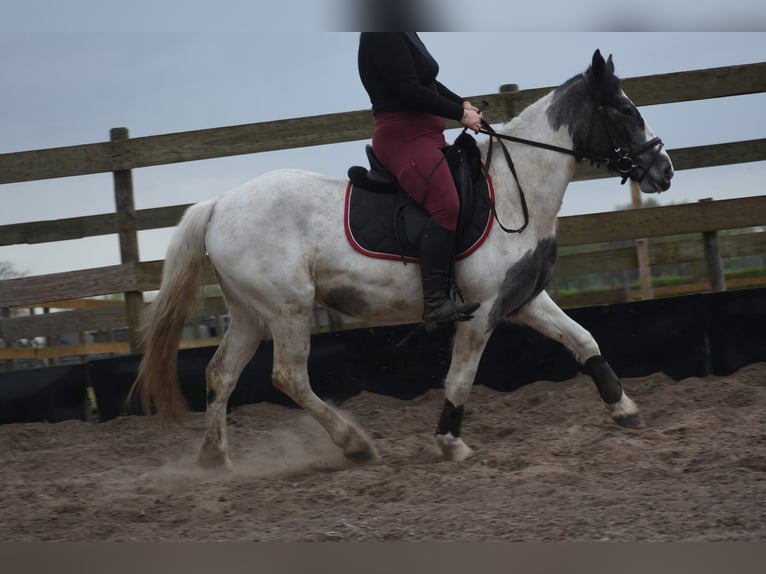 Tinker Merrie 3 Jaar 148 cm Gevlekt-paard in Achtmaal