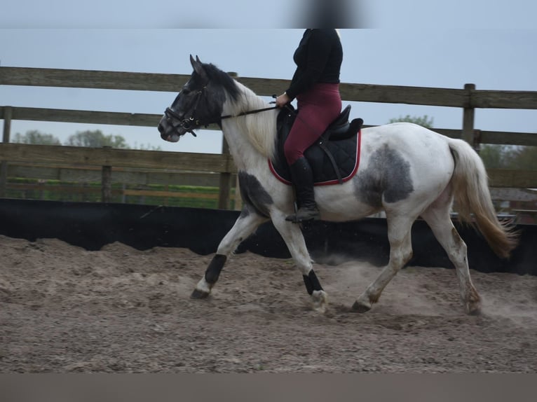 Tinker Merrie 3 Jaar 148 cm Gevlekt-paard in Achtmaal