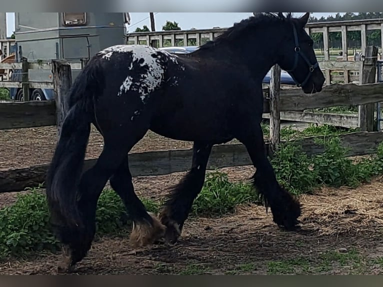 Tinker Merrie 3 Jaar 152 cm Appaloosa in Havelaue