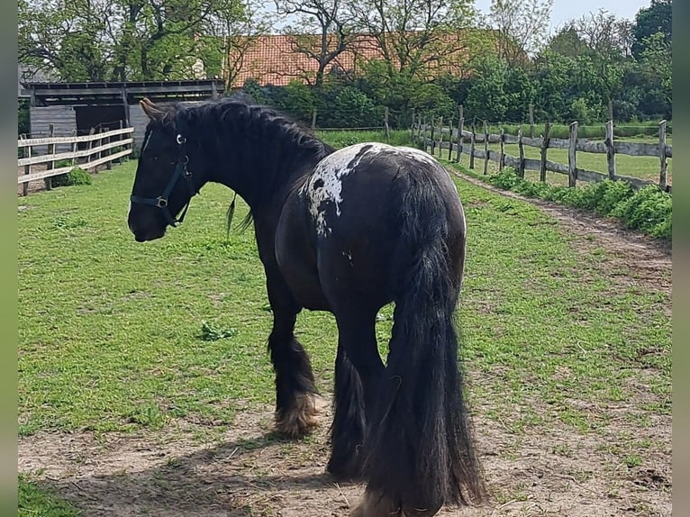 Tinker Merrie 3 Jaar 152 cm Appaloosa in Havelaue