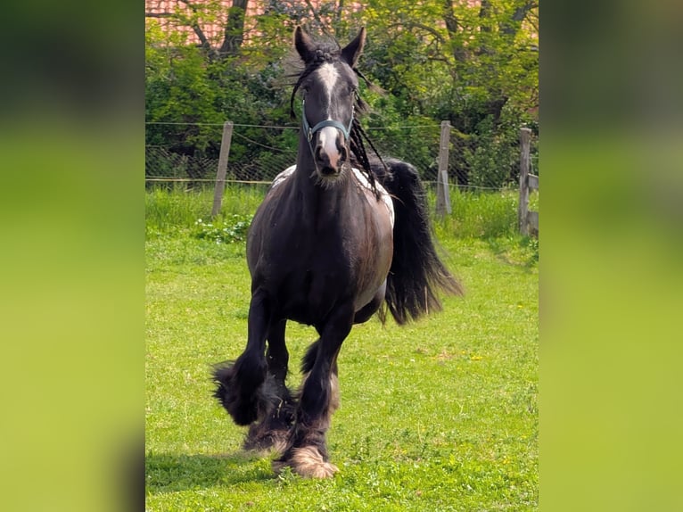 Tinker Merrie 3 Jaar 152 cm Appaloosa in Havelaue