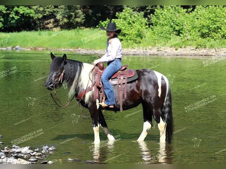 Tinker Merrie 3 Jaar 155 cm Gevlekt-paard in Clarion, PA