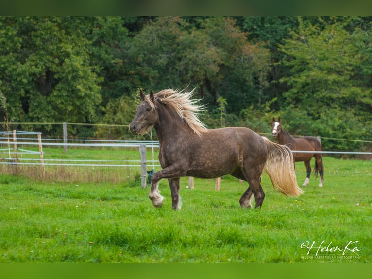 Tinker Mix Merrie 3 Jaar 160 cm  in Benešov