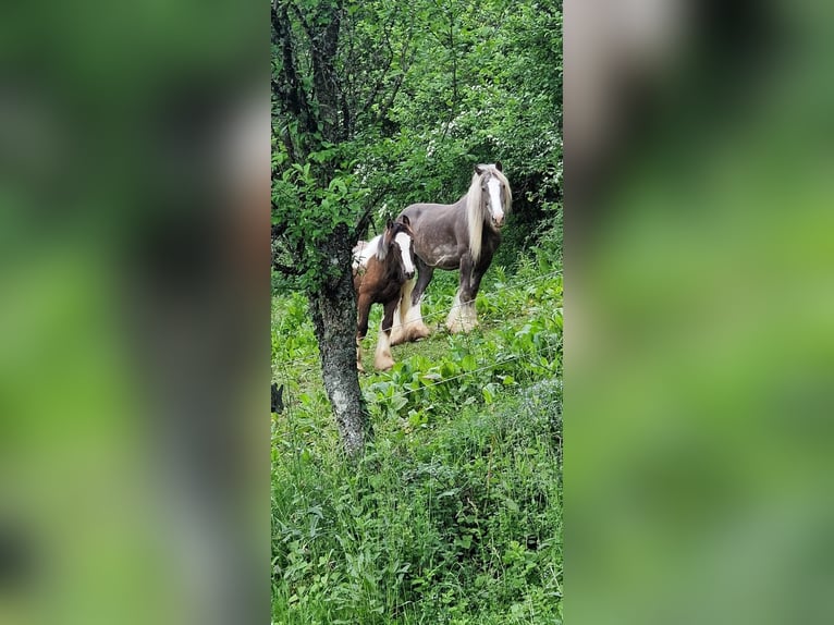 Tinker Merrie 3 Jaar 160 cm Gevlekt-paard in Losheim am See