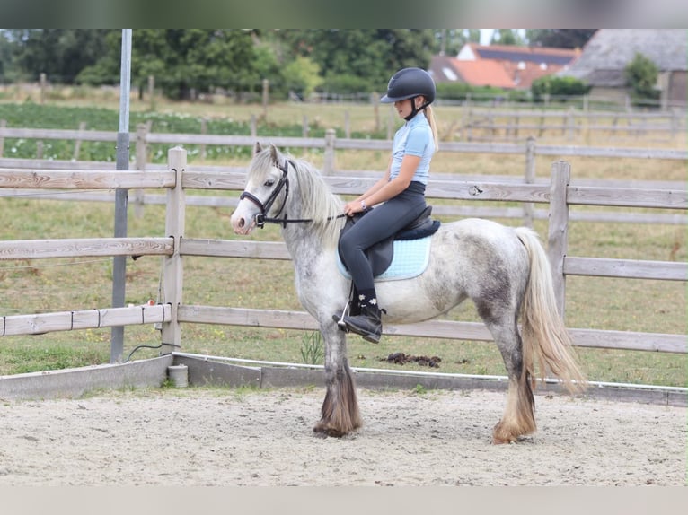 Tinker Merrie 4 Jaar 117 cm Blauwschimmel in Pepingen