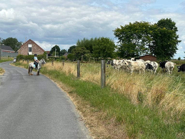 Tinker Merrie 4 Jaar 117 cm Blauwschimmel in Pepingen