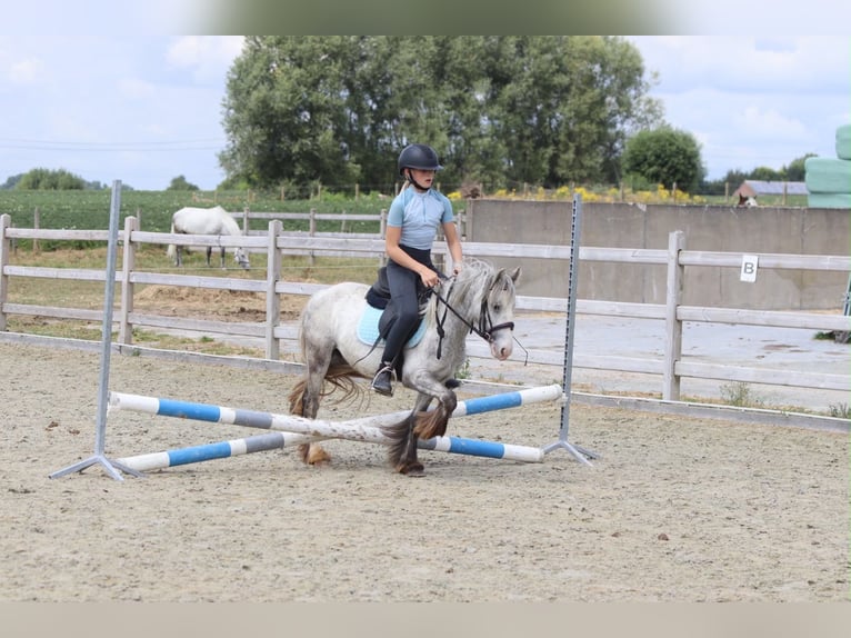 Tinker Merrie 4 Jaar 117 cm Blauwschimmel in Pepingen