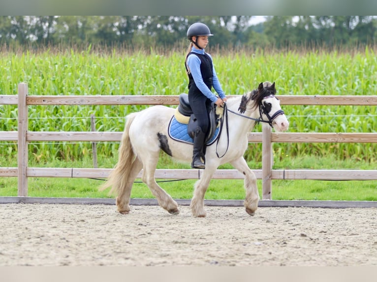 Tinker Merrie 4 Jaar 120 cm Gevlekt-paard in Bogaarden