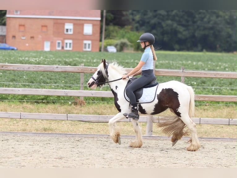 Tinker Merrie 4 Jaar 120 cm Gevlekt-paard in Pepingen