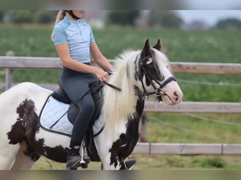 Tinker Merrie 4 Jaar 120 cm Gevlekt-paard in Pepingen