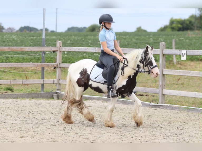 Tinker Merrie 4 Jaar 120 cm Gevlekt-paard in Pepingen