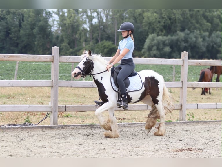 Tinker Merrie 4 Jaar 120 cm Gevlekt-paard in Pepingen