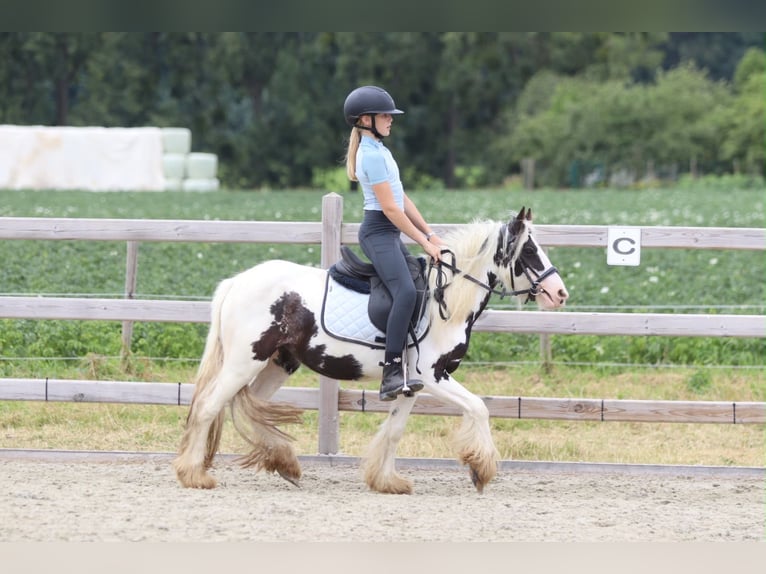 Tinker Merrie 4 Jaar 120 cm Gevlekt-paard in Pepingen