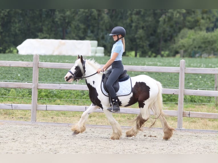Tinker Merrie 4 Jaar 120 cm Gevlekt-paard in Pepingen