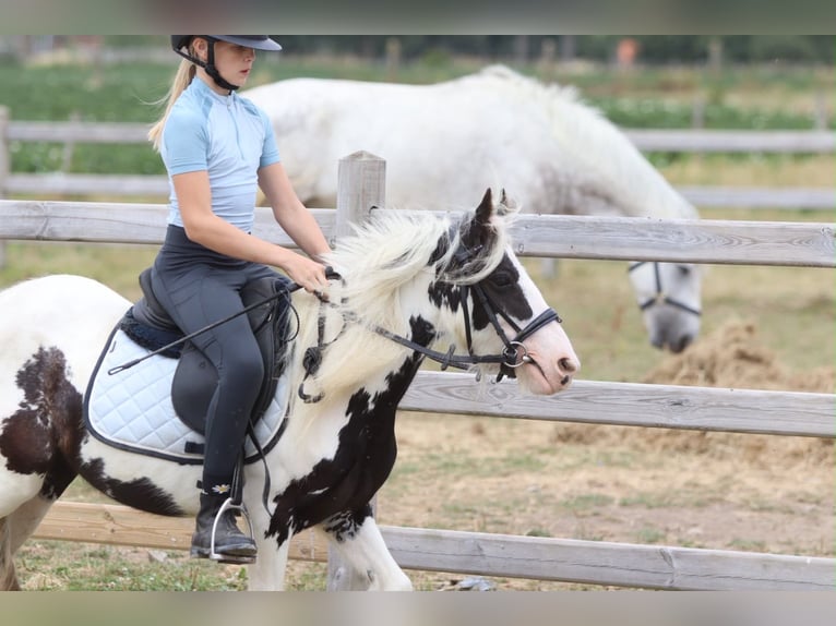 Tinker Merrie 4 Jaar 120 cm Gevlekt-paard in Pepingen