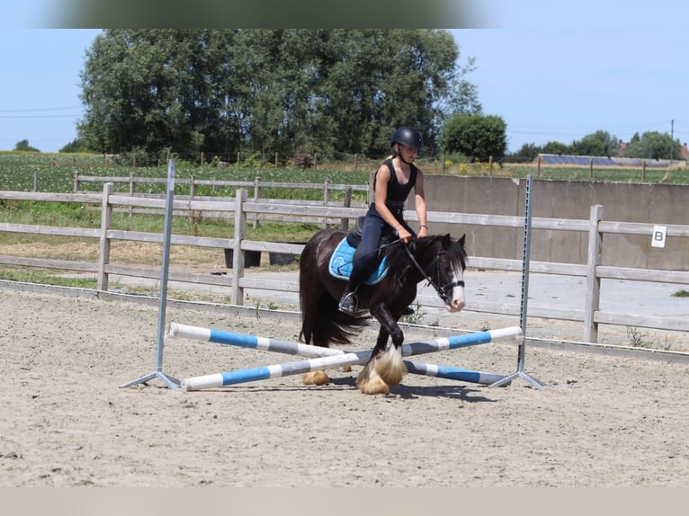 Tinker Merrie 4 Jaar 120 cm Zwart in Pepingen