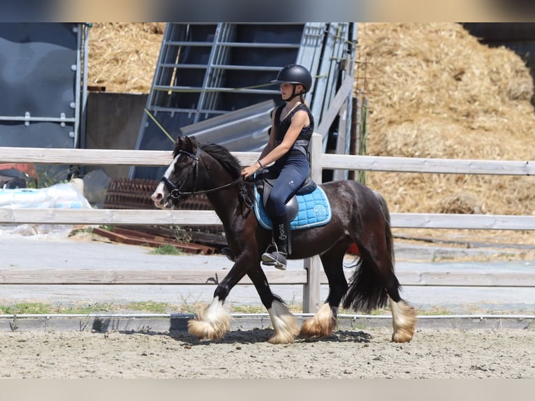 Tinker Merrie 4 Jaar 120 cm Zwart in Pepingen