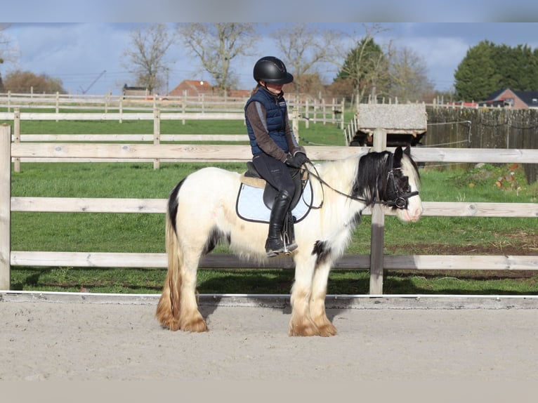 Tinker Merrie 4 Jaar 122 cm Gevlekt-paard in Pepingen