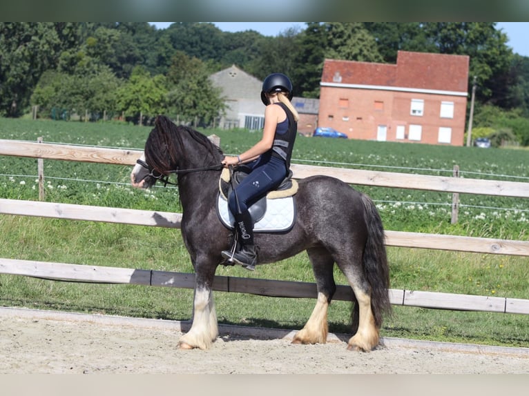 Tinker Merrie 4 Jaar 123 cm Roan-Blue in Pepingen