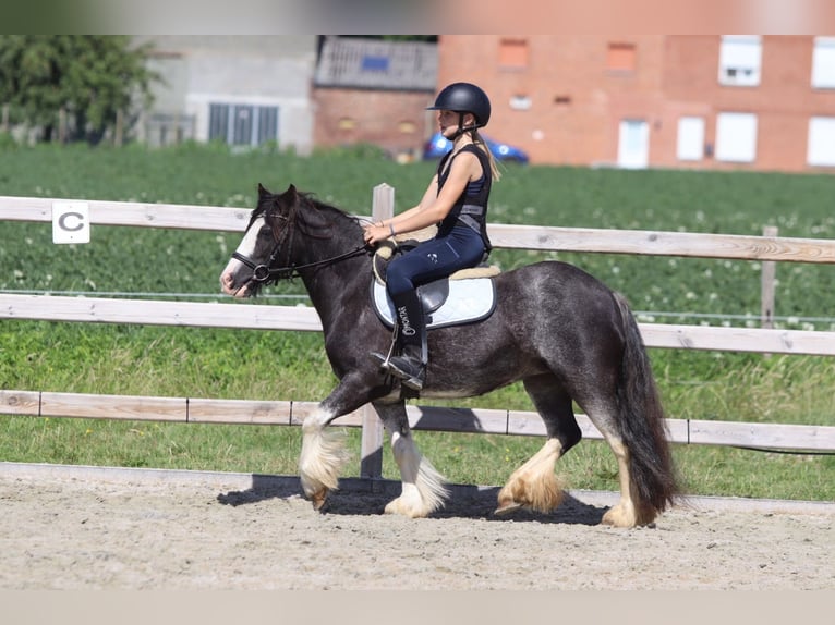 Tinker Merrie 4 Jaar 123 cm Roan-Blue in Pepingen