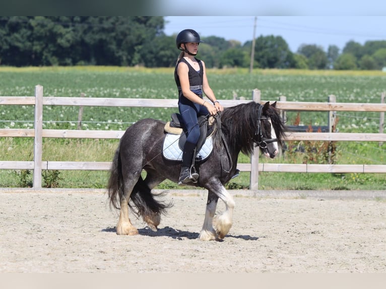 Tinker Merrie 4 Jaar 123 cm Roan-Blue in Pepingen