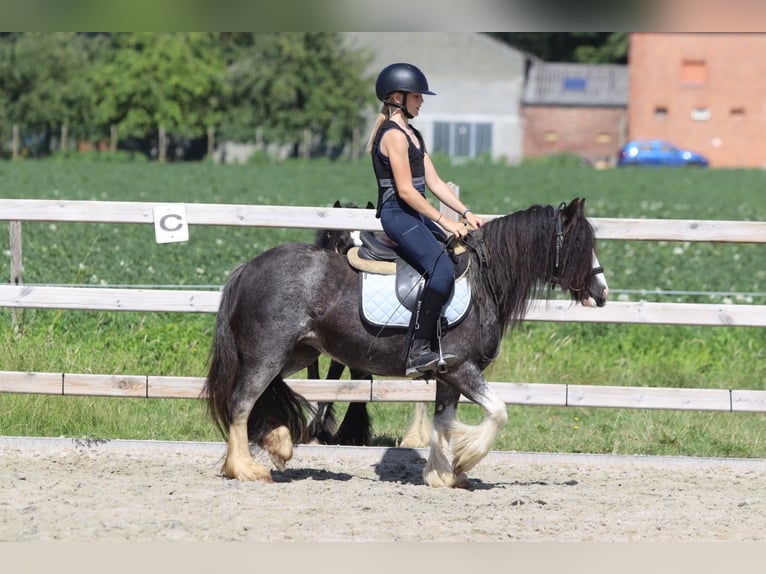 Tinker Merrie 4 Jaar 123 cm Roan-Blue in Pepingen