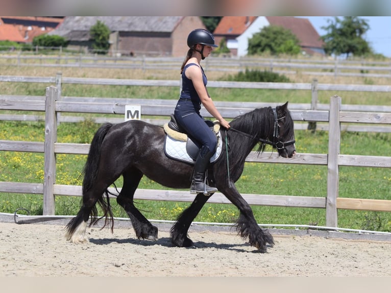 Tinker Merrie 4 Jaar 124 cm Zwart in Pepingen