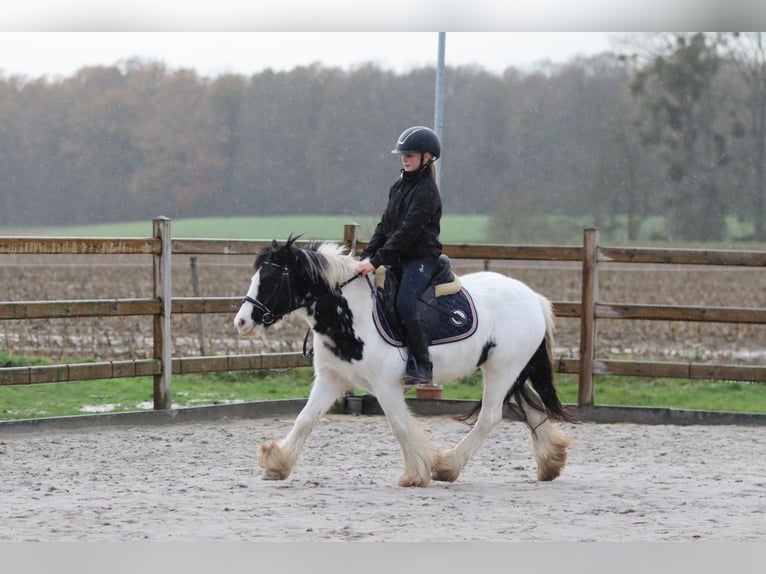 Tinker Merrie 4 Jaar 126 cm Gevlekt-paard in Bogaarden