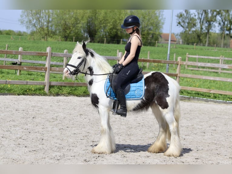 Tinker Merrie 4 Jaar 128 cm Gevlekt-paard in Bogaarden
