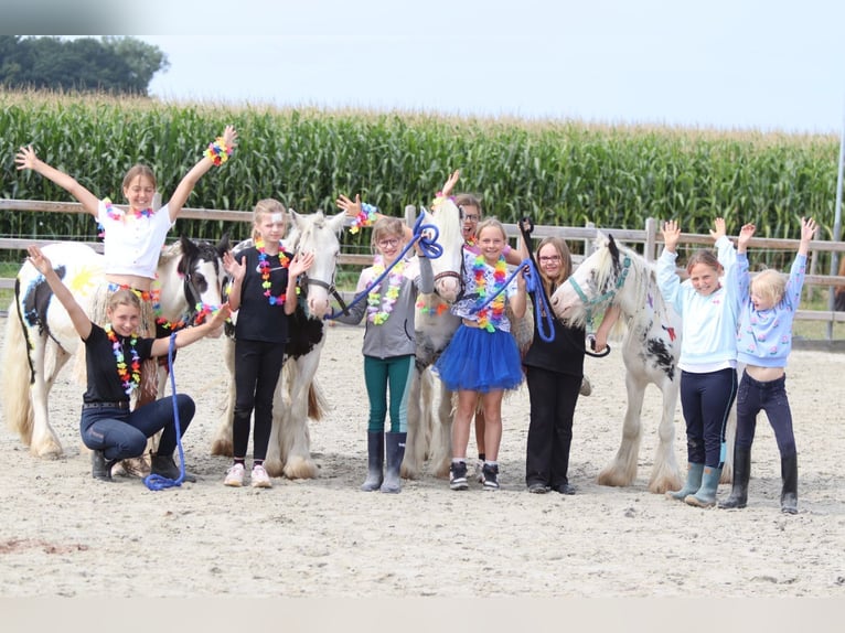 Tinker Merrie 4 Jaar 129 cm Gevlekt-paard in Bogaarden