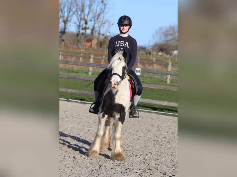 Tinker Merrie 4 Jaar 130 cm Gevlekt-paard in Bogaarden