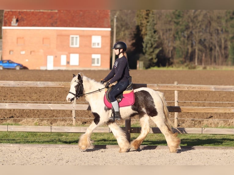 Tinker Merrie 4 Jaar 130 cm Gevlekt-paard in Bogaarden