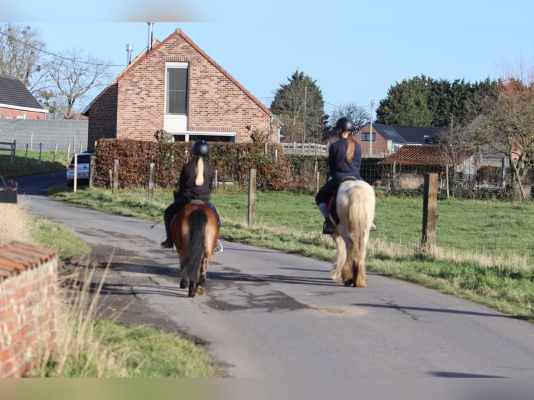 Tinker Merrie 4 Jaar 130 cm Gevlekt-paard in Bogaarden