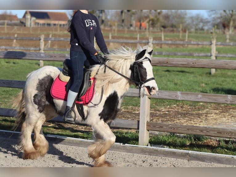 Tinker Merrie 4 Jaar 130 cm Gevlekt-paard in Bogaarden