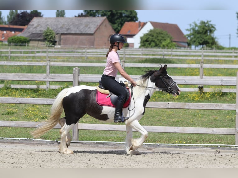 Tinker Merrie 4 Jaar 132 cm Gevlekt-paard in Pepingen