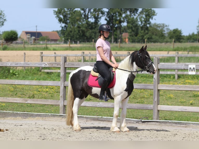Tinker Merrie 4 Jaar 132 cm Gevlekt-paard in Pepingen