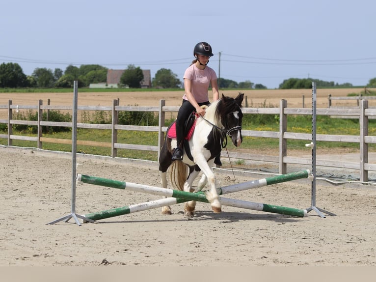 Tinker Merrie 4 Jaar 132 cm Gevlekt-paard in Pepingen