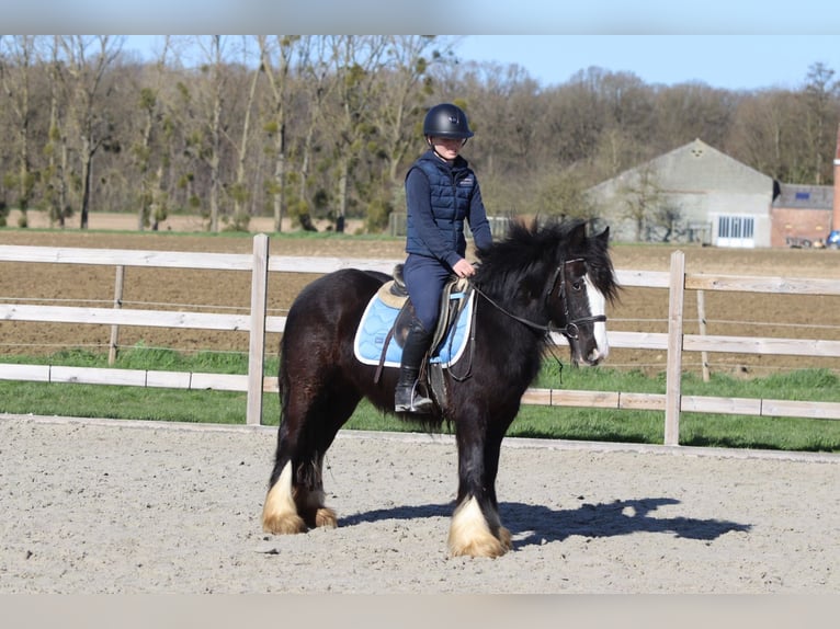 Tinker Merrie 4 Jaar 133 cm Zwart in Pepingen