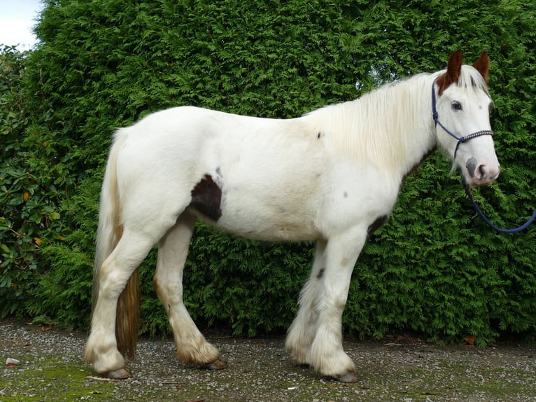 Tinker Merrie 4 Jaar 137 cm Gevlekt-paard in Lathen