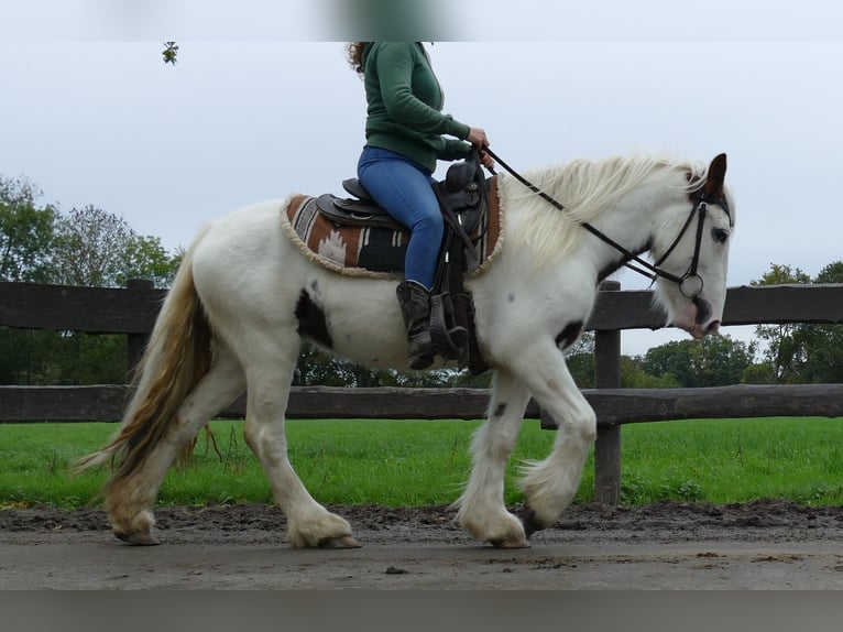 Tinker Merrie 4 Jaar 137 cm Gevlekt-paard in Lathen